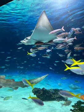 サンシャイン水族館に投稿された画像（2025/10/29）