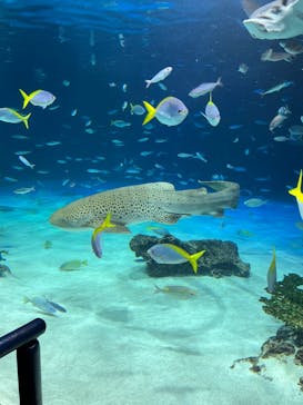 サンシャイン水族館に投稿された画像（2025/10/29）