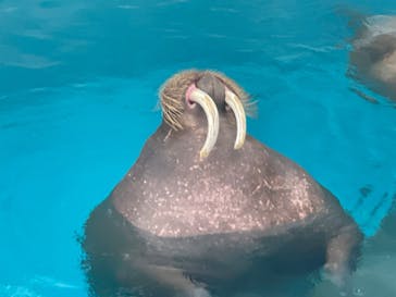 鴨川シーワールドに投稿された画像（2025/10/29）