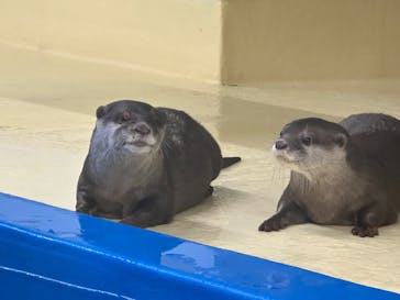越前松島水族館に投稿された画像（2025/10/29）