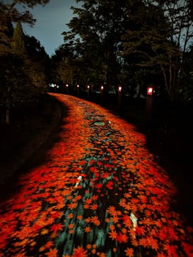 国営昭和記念公園 秋の夜散歩に投稿された画像（2025/10/29）