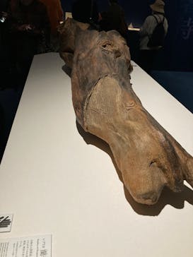 正倉院 THE SHOW ―感じる。いま、ここにある奇跡―　@上野の森美術館に投稿された画像（2025/10/29）