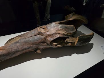 正倉院 THE SHOW ―感じる。いま、ここにある奇跡―　@上野の森美術館に投稿された画像（2025/10/29）