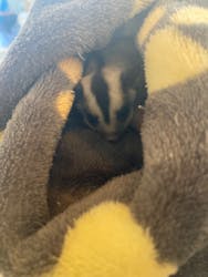 アニマルカフェフレカ　福島店に投稿された画像（2025/10/29）