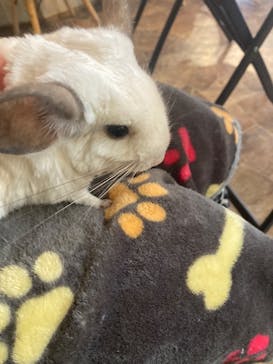 アニマルカフェフレカ　福島店に投稿された画像（2025/10/29）