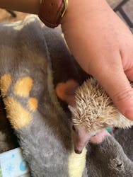 アニマルカフェフレカ　福島店に投稿された画像（2025/10/29）