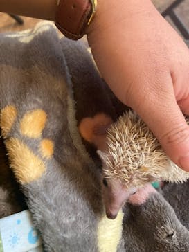 アニマルカフェフレカ　福島店に投稿された画像（2025/10/29）