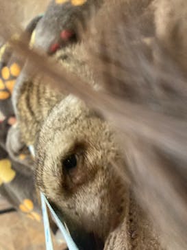 アニマルカフェフレカ　福島店に投稿された画像（2025/10/29）