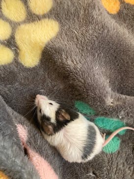 アニマルカフェフレカ　福島店に投稿された画像（2025/10/29）