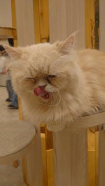 猫カフェモカ　イオンモール幕張新都心店に投稿された画像（2025/10/29）