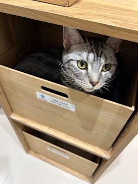 Cat Café MOFF つかしん店に投稿された画像（2025/10/29）