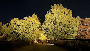 国営昭和記念公園 秋の夜散歩に投稿された画像（2025/10/29）