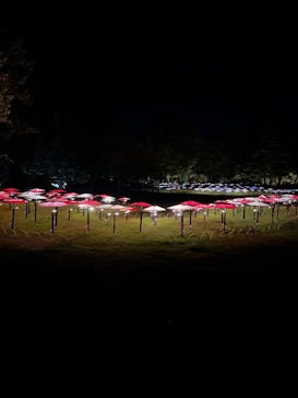 国営昭和記念公園 秋の夜散歩に投稿された画像（2025/10/30）