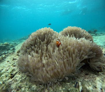 青の洞窟専門店　沖縄ダイビングショップ和に投稿された画像（2025/10/30）