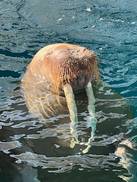 大分マリーンパレス水族館 「うみたまご」に投稿された画像（2025/10/30）