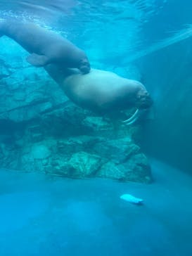 大分マリーンパレス水族館 「うみたまご」に投稿された画像（2025/10/30）