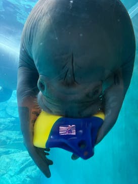 大分マリーンパレス水族館 「うみたまご」に投稿された画像（2025/10/30）