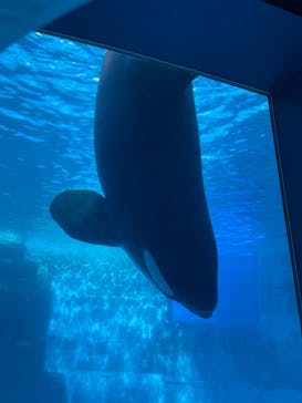 名古屋港水族館に投稿された画像（2025/10/30）