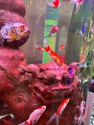 沖縄金魚ミュージアムに投稿された画像（2025/10/30）