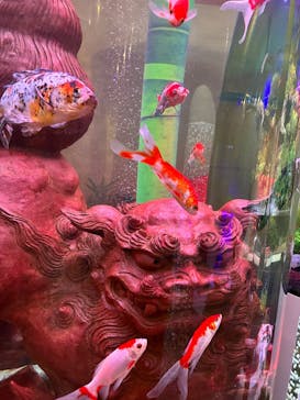 沖縄金魚ミュージアムに投稿された画像（2025/10/30）