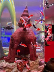 沖縄金魚ミュージアムに投稿された画像（2025/10/30）