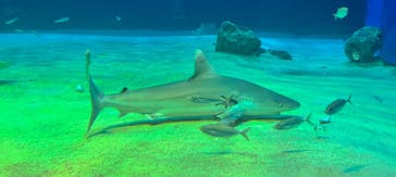 沖縄美ら海水族館に投稿された画像（2025/10/30）