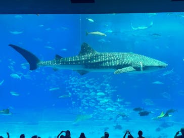 沖縄美ら海水族館に投稿された画像（2025/10/30）