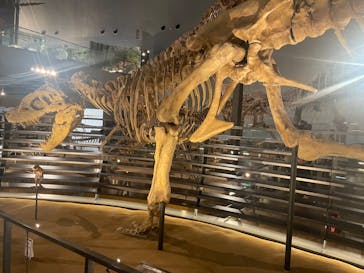 福井県立恐竜博物館に投稿された画像（2025/10/30）