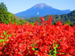 とっとり花回廊に投稿された画像（2025/10/30）