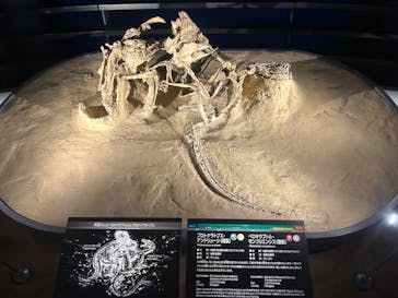 福井県立恐竜博物館に投稿された画像（2025/10/30）