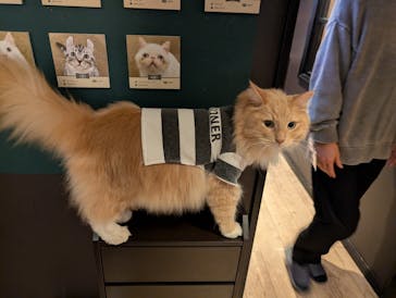 猫カフェモカ　池袋東口店に投稿された画像（2025/10/30）