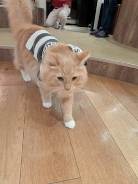 猫カフェモカ　池袋東口店に投稿された画像（2025/10/30）