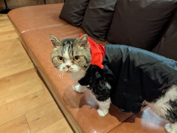 猫カフェモカ　池袋東口店に投稿された画像（2025/10/30）