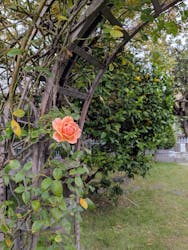 鳩山会館に投稿された画像（2025/10/31）