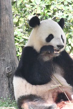 恩賜上野動物園に投稿された画像（2025/10/31）