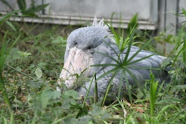 恩賜上野動物園に投稿された画像（2025/10/31）