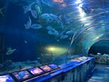 しながわ水族館に投稿された画像（2025/10/31）