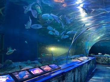 しながわ水族館に投稿された画像（2025/10/31）
