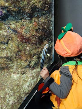 新江ノ島水族館に投稿された画像（2025/10/31）