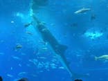 沖縄美ら海水族館に投稿された画像（2025/10/31）