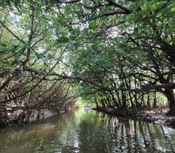 石垣島 ADVENTURE PiPi（イシガキジマアドベンチャーピピ）に投稿された画像（2025/10/31）