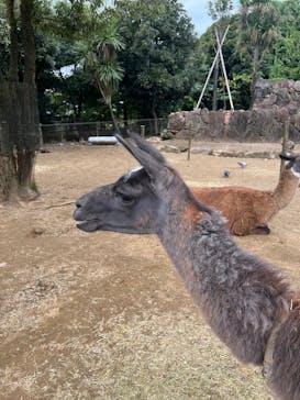 伊豆シャボテン動物公園に投稿された画像（2025/10/31）