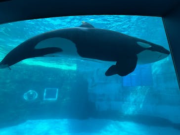名古屋港水族館に投稿された画像（2025/10/31）