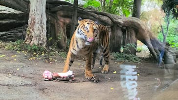 恩賜上野動物園に投稿された画像（2025/10/31）