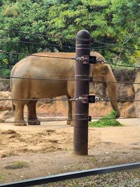 恩賜上野動物園に投稿された画像（2025/10/31）