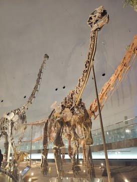 福井県立恐竜博物館に投稿された画像（2025/10/31）