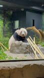 恩賜上野動物園に投稿された画像（2025/11/1）