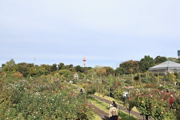 京成バラ園に投稿された画像（2025/11/1）