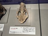 特別展「大絶滅展―生命史のビッグファイブ」に投稿された画像（2025/11/1）