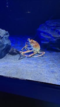 サンシャイン水族館に投稿された画像（2025/11/1）